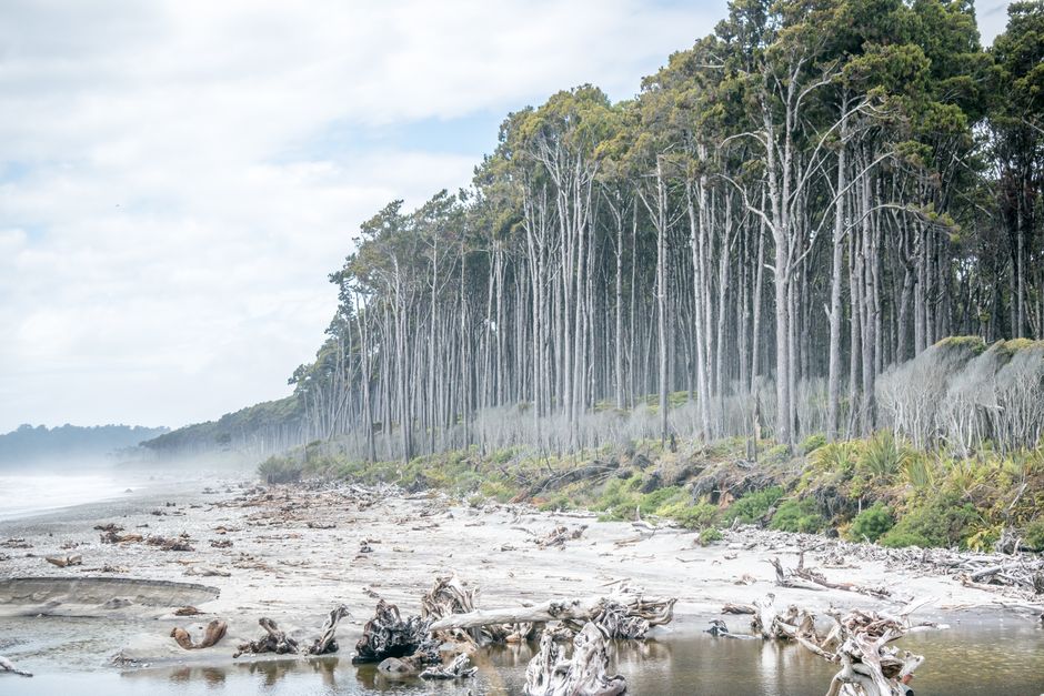 Ghost Forests: When Rising Salt Kills the Trees