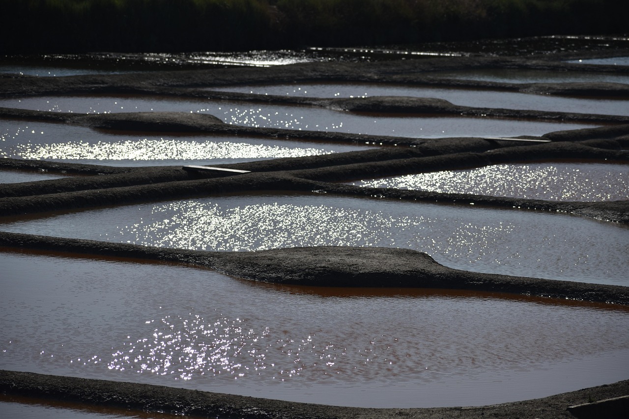 Spartina: The Grass That Builds Coastlines