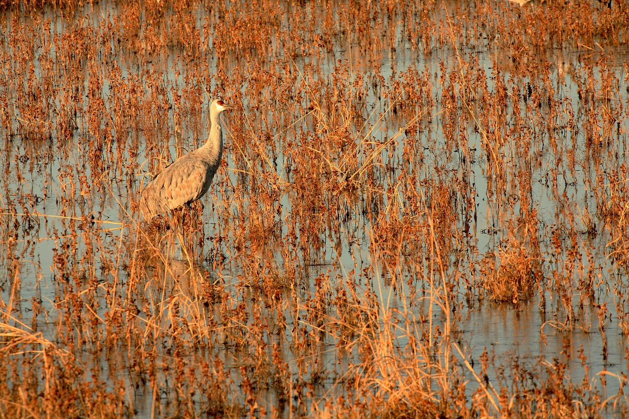 The Birds That Return on Schedule