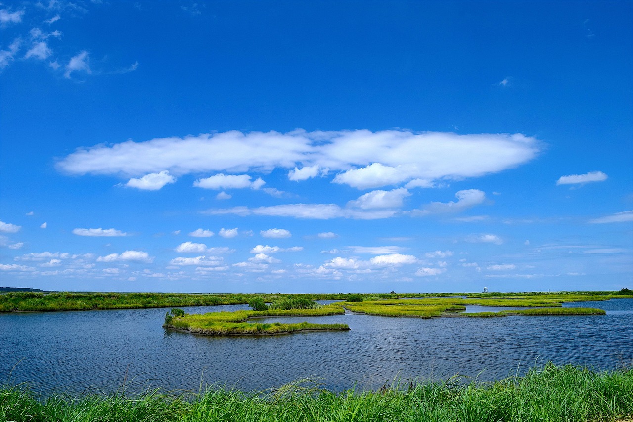 The Marsh That Breathes: How Tides Shape Everything