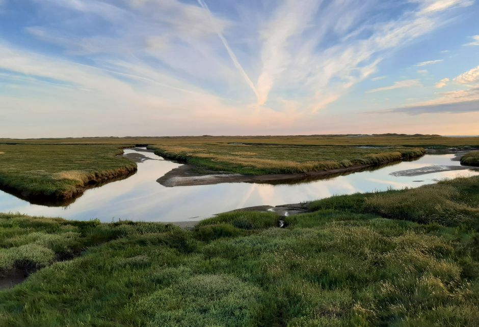 The Quiet Work of the Marsh at Dawn