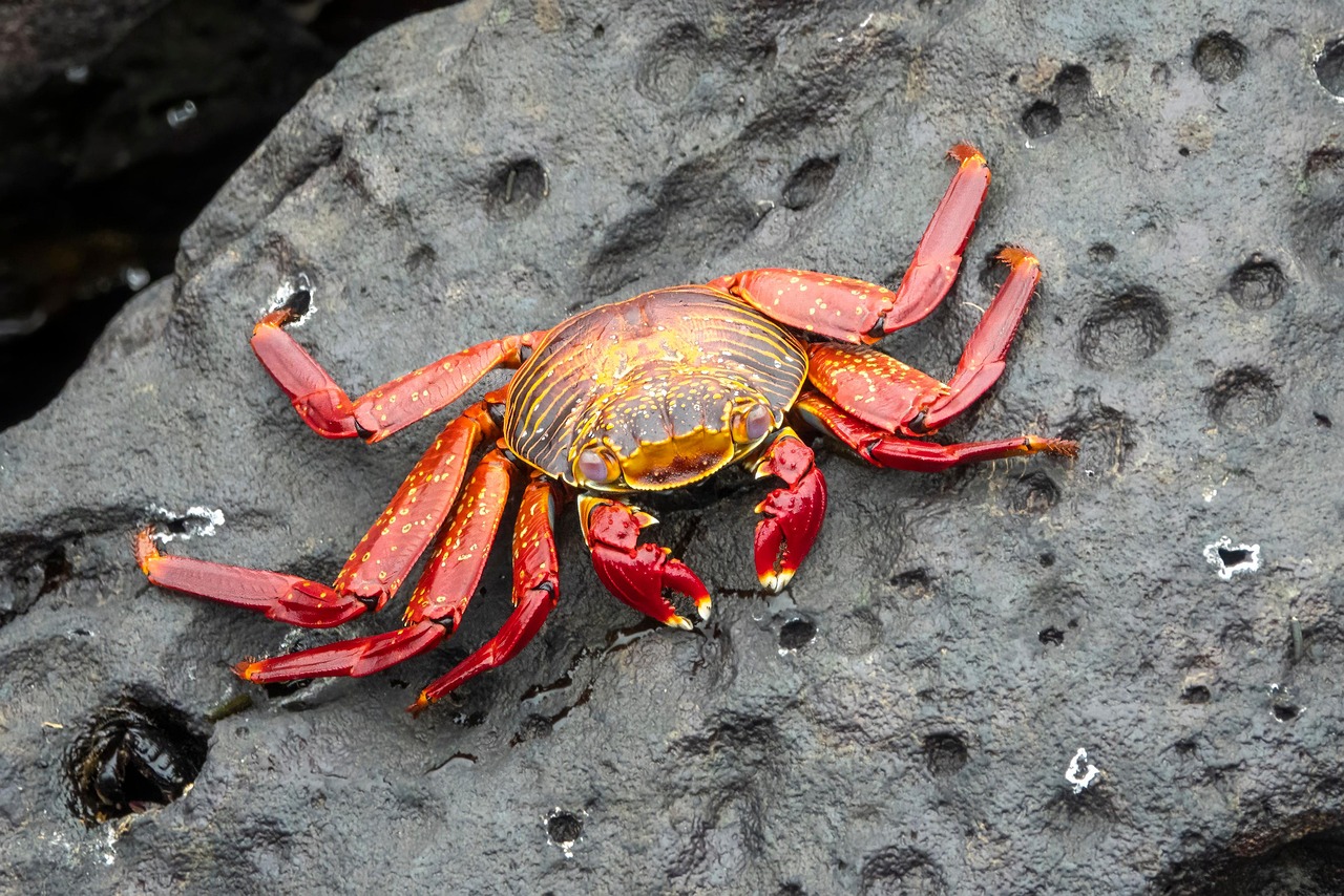 Why the Fiddler Crabs Matter More Than They Look